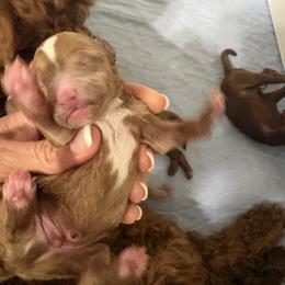 Aladdin - Red  male Goldendoodle puppy in Calico Rock, Arkansas from Cottrell’s Poodles & Doodles