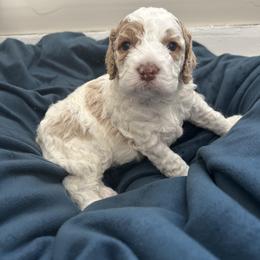 Marshall - Red and white male Cockapoo puppy in Egg Harbor City, New Jersey from Grace Given Cockapoos (GGC)