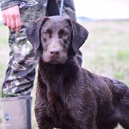 German Shorthaired Pointer and Labrador Retriever Puppies from LL Gun Dogs, LLC