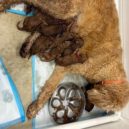 Navy - Apricot male Goldendoodle puppy in Rockford, Ohio from 419 Goldendoodles