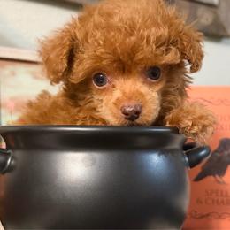 Boy 1 - Red  male Poodle puppy in Kidder, South Dakota from Continental Cavaliers