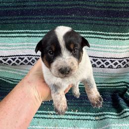 Azul - Blue speckled female Australian Cattle Dog puppy in Cottage Grove, Oregon from Heirloom Ranch