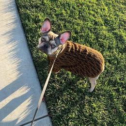 French Bulldog All Grown Up from Lavish Bullyz