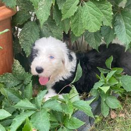 Amber - Old English Sheepdog puppy in Billings, Montana from Shawn's Old English Sheepdogs