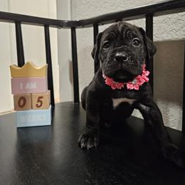 Cane Corso Puppies from Carrie Brown's Cane Corsos