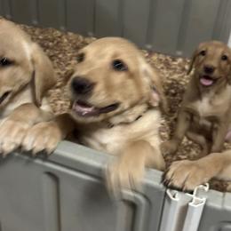 Leinie (Orange Collar) - Yellow male Labrador Retriever puppy in Sparta, Wisconsin from Valley Creek Dog Boarding and Training