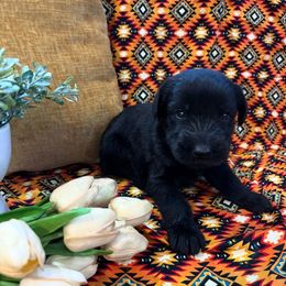 Girl - Black female Giant Schnauzer puppy in Many, Louisiana from Toledo Bend Giants Vom Zitronen