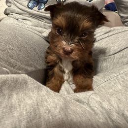 Barney - Chocolate male Morkie puppy in Davenport, Florida from Fanci Pants Parti Yorkies