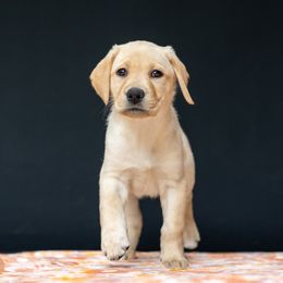 Oats - Yellow Labrador Retriever puppy in Pittsburgh, Pennsylvania from Sun Ridge Labradors