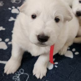 Boy 2 - White male Berger Blanc Suisse puppy in Plaucheville, Louisiana from La Nouvelle-Orléans Berger Blanc Suisse