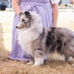 Selene - Shetland Sheepdog