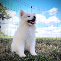 Dominic - White male Samoyed puppy in Durant, Oklahoma from OrangeLine Samoyeds