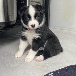 Girl 3 - Black & white Australian Shepherd puppy in Palmer, Massachusetts from Lil' Blue Blessings