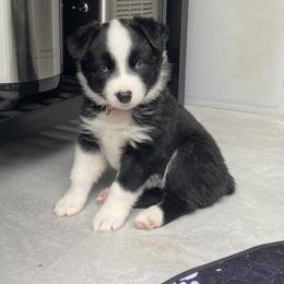 Girl 3 - Black & white Australian Shepherd puppy in Palmer, Massachusetts from Lil' Blue Blessings