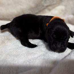 Orange Collar - Black female Cane Corso puppy in Paris, Texas from Knucklehead Cane Corso