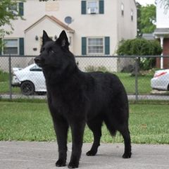 Belgian Sheepdogs from Druid House