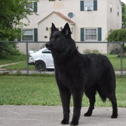 Belgian Sheepdogs from Druid House
