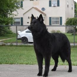 Belgian Sheepdogs from Druid House