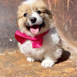 Pembroke Welsh Corgi Puppies from Mendoza Welsh Corgi’s