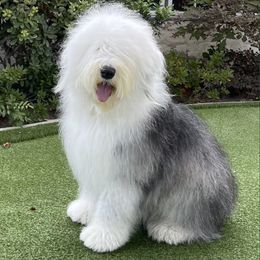 Old English Sheepdogs from Pacific Blue Sheepdogs