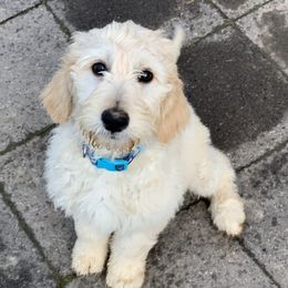 Goldendoodles from Hesseldoodles Farm