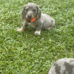 Teagan - Dapple male Dachshund puppy in Georgetown, South Carolina from Muddy Bay Kennels