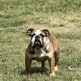 Bulldogs from Heavenly English Bulldogs
