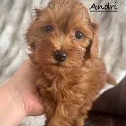 Andri - Red female Shihpoo puppy in Traverse City, Michigan from Riyem Wildflower Farms