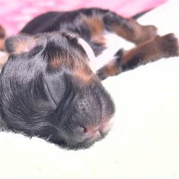 Kesha - Black white and silver female Shih Tzu puppy in Sacramento, California from NANA’S  QUALITY SHIH TZU'S