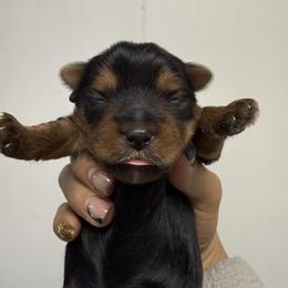 Yorkshire Terrier puppies from All Star Yorkies