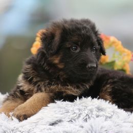 Light Blue - Black and red German Shepherd puppy in El Dorado, California from von den Bären Shepherds