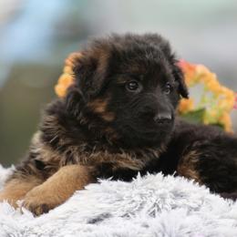 Light Blue - Black and red German Shepherd puppy in El Dorado, California from von den Bären Shepherds