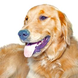 Duke - Golden Retriever