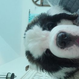 Saint Bernard Puppies from Dementhon Saint Bernards