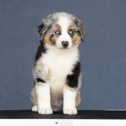 Buzz - Blue merle male Miniature American Shepherd puppy in Riverton, Utah from Prestige Aussies