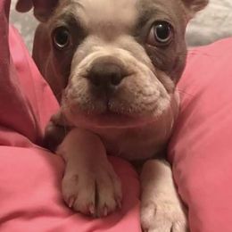 Boston Terriers from Boston Puppies