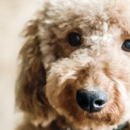 Dani - Goldendoodle