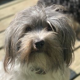 Phebe - Havanese