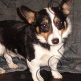 Miniature Pinschers and Pembroke Welsh Corgis from Snomoon Miniature Pinschers  & Pembroke Welsh Corgi