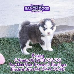 Kasey - Blue male Pomsky puppy in Humeston, Iowa from M.A.R. Dogs