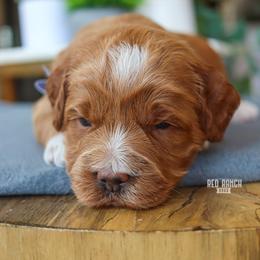 Sprout - Red  male Goldendoodle puppy in Salado, Texas from Red Ranch Dogs