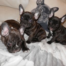 French Bulldog All Grown Up from Baltic French Bulldogs