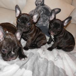 French Bulldog All Grown Up from Baltic French Bulldogs