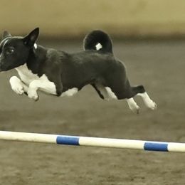Basenji All Grown Up from Makindu Basenjis