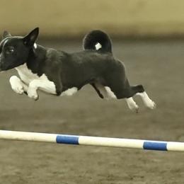 Basenji All Grown Up from Makindu Basenjis
