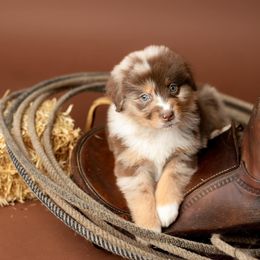 Australian Shepherd Puppies from Morton’s Farm
