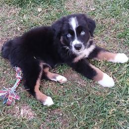 Sven - Black - Boy - Black tri-color male Australian Shepherd puppy in Charlotte, North Carolina from Tranquility Trail Aussies