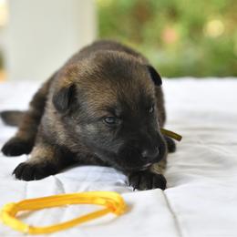 Yellow - Sable female German Shepherd puppy in Louisburg, North Carolina from C6 Ranch & Shepherds