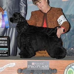 Axel - Cocker Spaniel