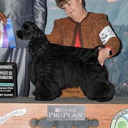 Axel - Cocker Spaniel